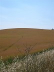 Capagna toscana Capagna toscana