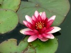 ninfea rosa ninfea rosa
