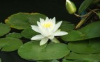 ninfea bianca ninfea bianca