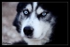 ...Ice eyes... ...Ice eyes...