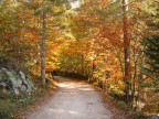 Strada nel bosco