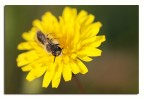 nel giallo nel giallo