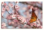 Primavera Primavera