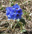 Fiore Blu