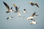 Traffico in Volo