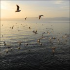 Gabbiani al lago Gabbiani al lago