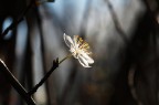 Fiore in controluce Fiore in controluce