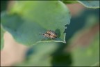 Pigi mi ha chiesto un bello sfocato. Non so se sia bello, per vi propongo quest'immagine piccolina di due piccoli copulanti. Non  colpa mia se ogni volta che esco in macrocaccia m'imbatto sempre in animaletti che si accoppiano. Che dite, come regista di film porno avr successo? Pentax k100d, Cosina 100macro, 1/180 sec. f/8.