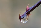 drago sputa acqua drago sputa acqua