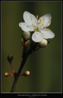 primavera primavera