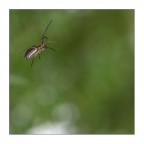 Un salto nel verde... Un salto nel verde...