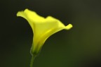 Esplosione Giallo