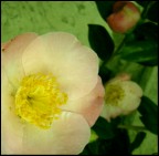 Gentless Sigh Gentless Sigh