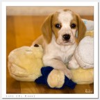 Cane con Pupazzo Cane con Pupazzo