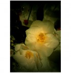 A Sweet Fall A Sweet Fall