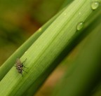 Una mosca a pois! Una mosca a pois!