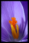 crocus crocus