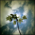 Wish upon.. Wish upon..