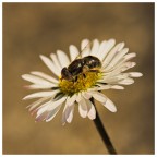 wow un insetto wow un insetto