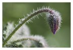 la primavera fa capolino... la primavera fa capolino...