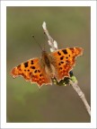 Farfalla (Polygonia C-Album) Farfalla (Polygonia C-Album)