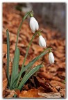 Oggi 8 marzo, anche tra gli abeti a 1400m di quota  arrivata la primavera.
Ivo.