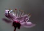 Fiore di Vetro
