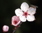 genesi di primavera genesi di primavera