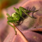 R.......verde! R.......verde!