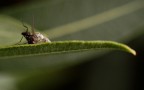 Nella morsa del ragno