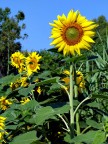 Girasole Girasole
