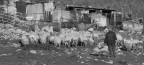 ritorno all`ovile ritorno all`ovile