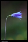 Fiore Fiore