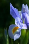 Iris tra le tue poesie Iris tra le tue poesie