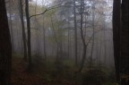 Nebbia nel bosco Nebbia nel bosco