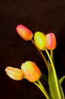 tulipani tulipani