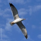 Veleggiando Veleggiando