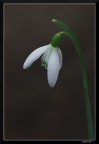Dama bianca (x avantime) Dama bianca (x avantime)