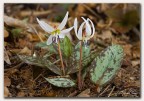 Dente di cane (Erythronium dens-canis) Dente di cane (Erythronium dens-canis)