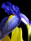 Iris - crop Iris - crop