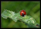 My lady bug My lady bug