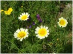 Fiori di Maggio Fiori di Maggio