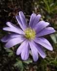 aster aster