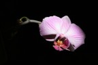 orchidea orchidea