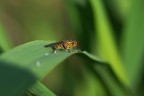 Al Sole Nel Verde Al Sole Nel Verde