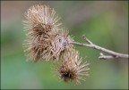 Bacche spinose