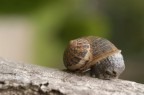 Lumaca spaventata... Lumaca spaventata...