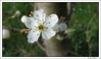 Fioritura Fioritura