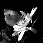 SENZA TITOLO SENZA TITOLO