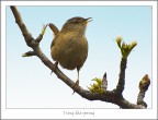 i sing the spring i sing the spring